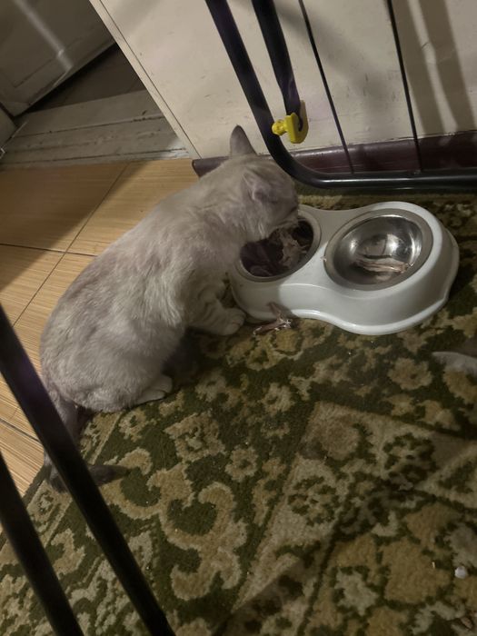 мысык кошка 4 айлық