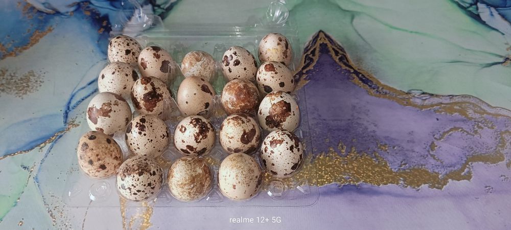 Продам инкубационные яйца