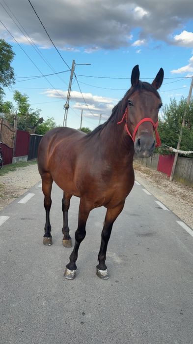 Iapă de vânzare 7 ani