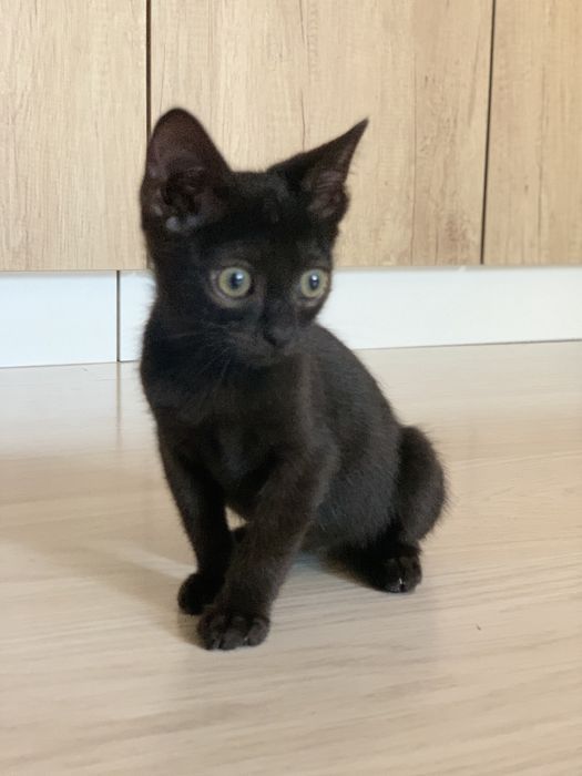 Котенок ищет любящую семью