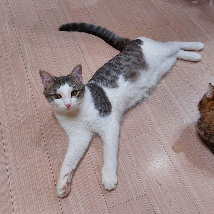 Срочно ищут дом 2 котейки