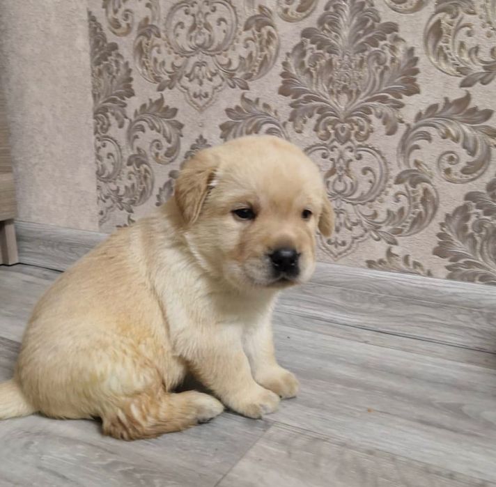 Щенки Лабрадор-Ретривер!