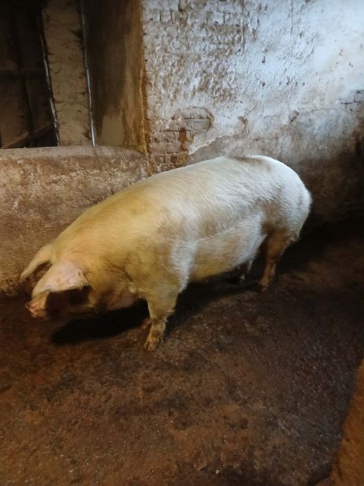 Продавам Прасета !!