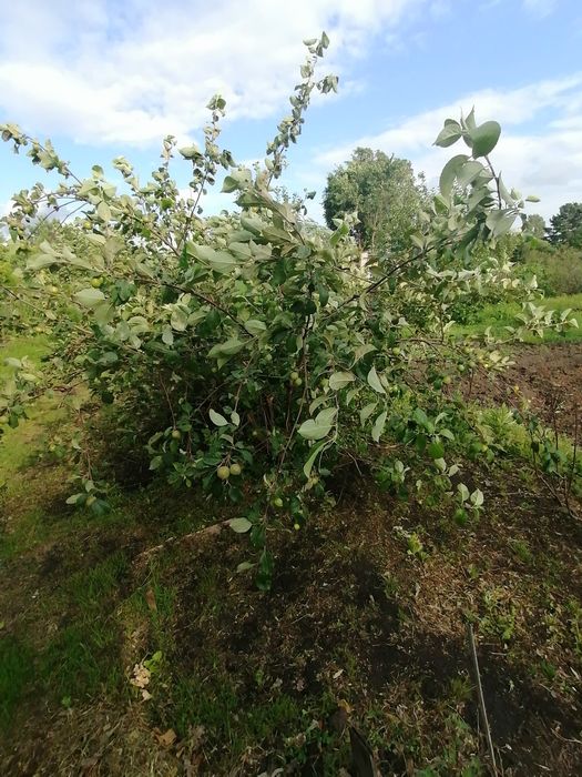 Продам хорошую дачу с/о Ракета