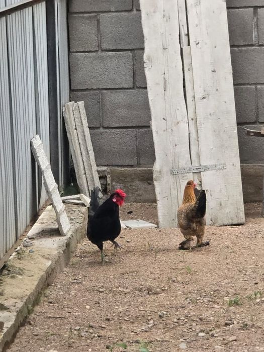 Куры японские декоративные