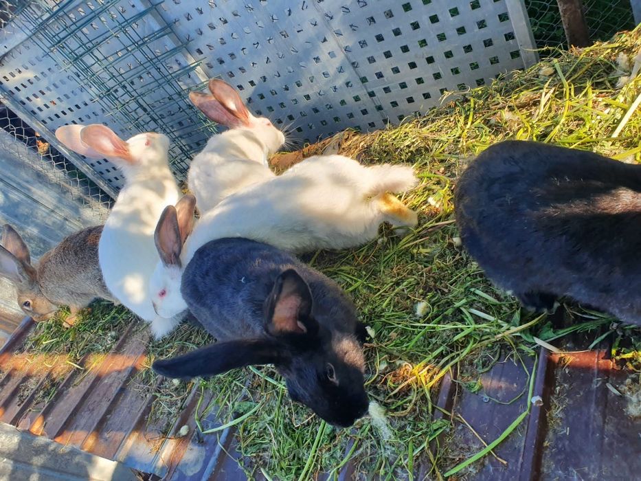 Vand iepuri de  rasă