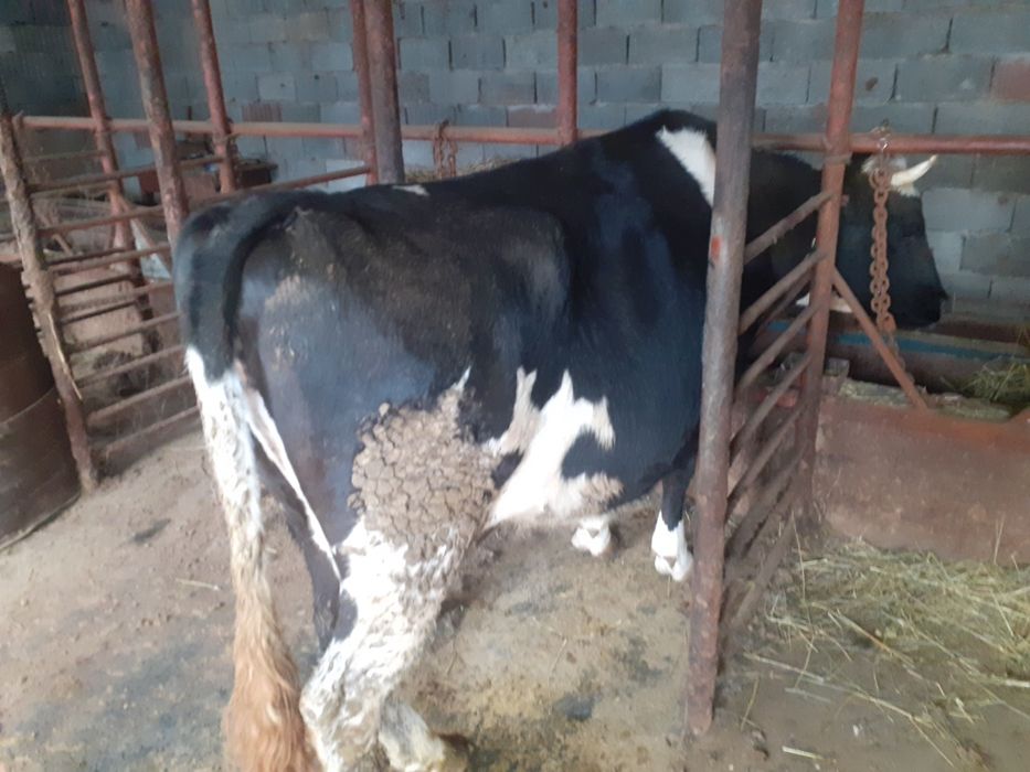 Продам корову. сБайдибек би