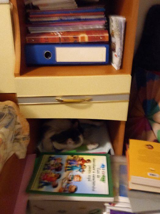 Donez pisica cu un pui