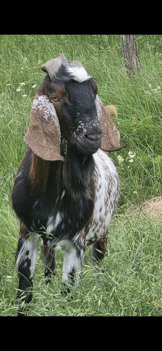 Vand tap anglonubian de monta