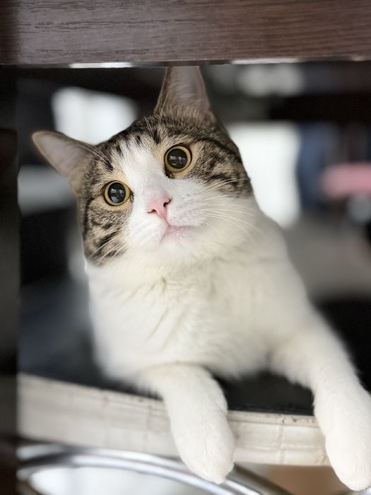 Отдам кота мальчика в добрые руки