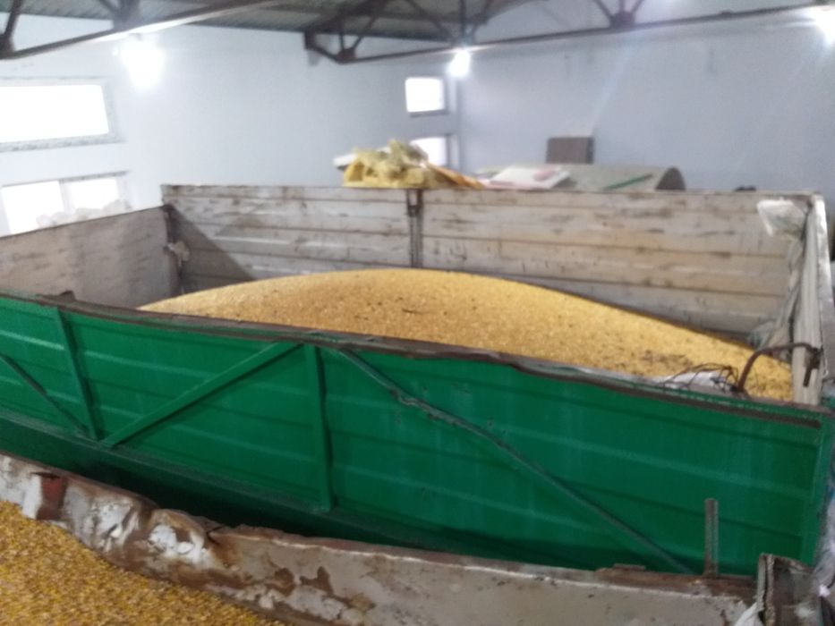 Porumb romanesc  productie  2025