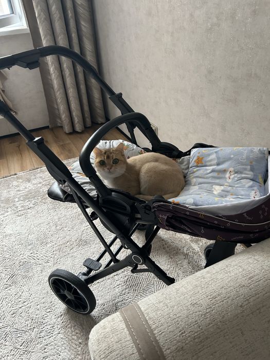 Продам домашнего кота Мартина