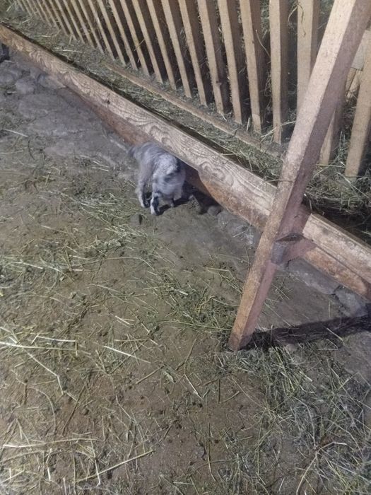 Vand ieduti de cresc la biberonu