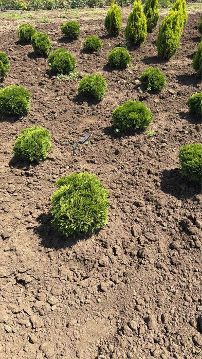 Берберис,лейланди и мн. храсти