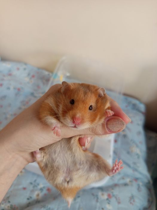 Серийский хомяк девочка, с клеткой. Ищет дом
