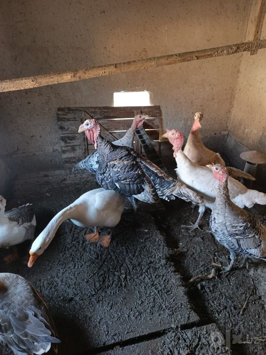 Gʻozlar sotiladi