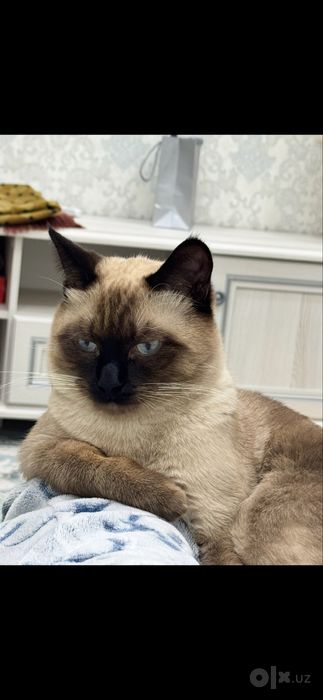 Отдаем кота ( кострированный)