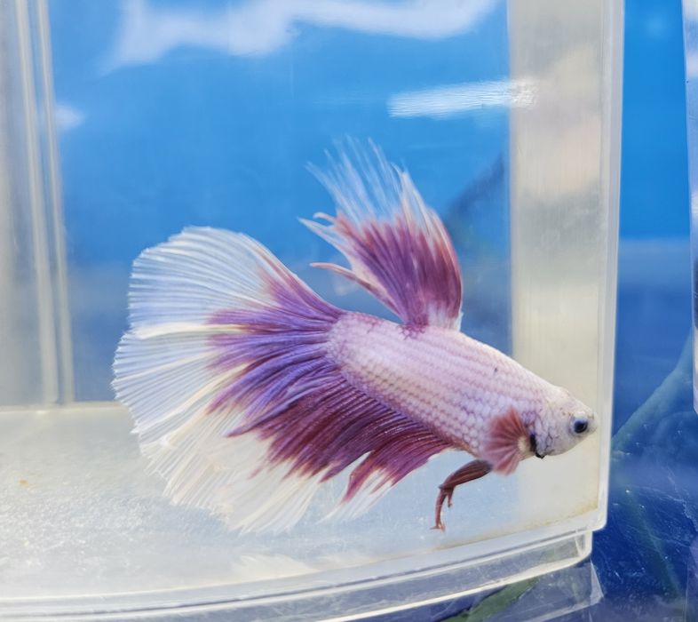 Рыбки петушки в наличии!