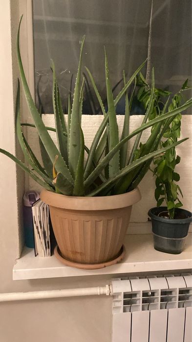 Алое сатылады. Комнатные растение