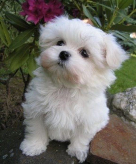 Bichon Maltez Băiat