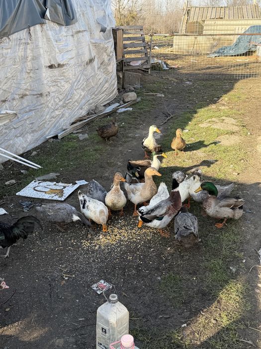 Vand rațe românești moțate si strecher