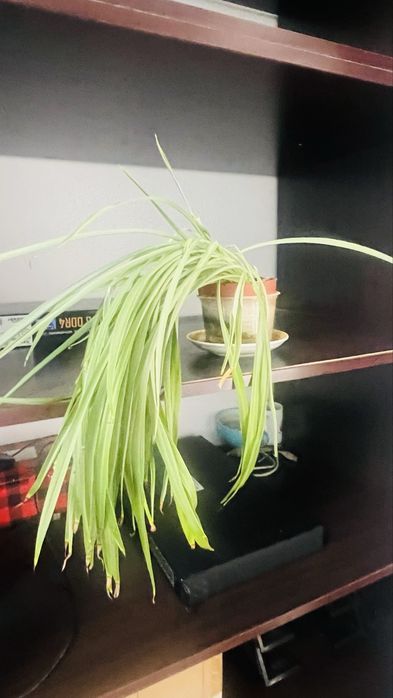 Комнатные растения (продаются вместе).