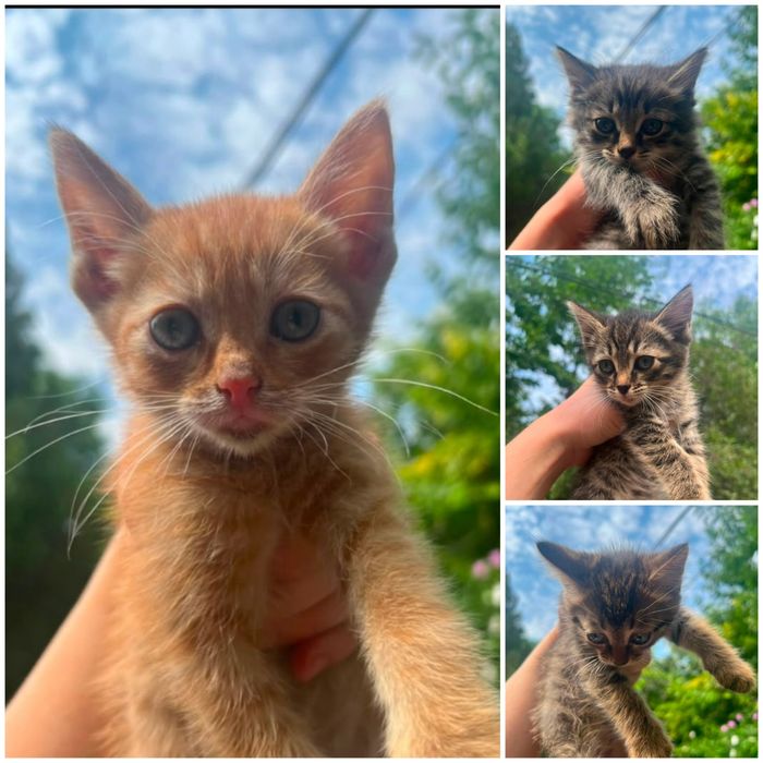 Котята в хороший руки