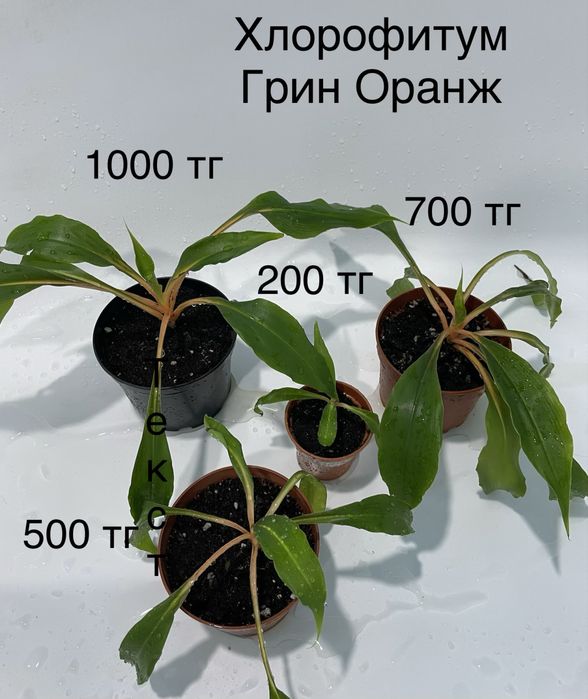 Комнатные растения