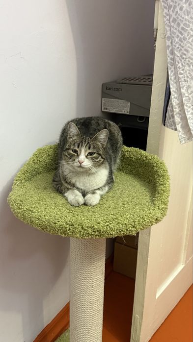 Пропала кошка Ника