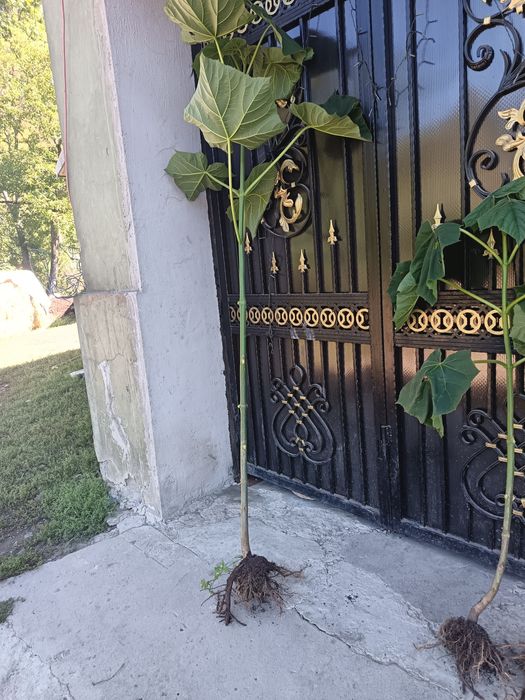 Butași de pawlounia de vânzare