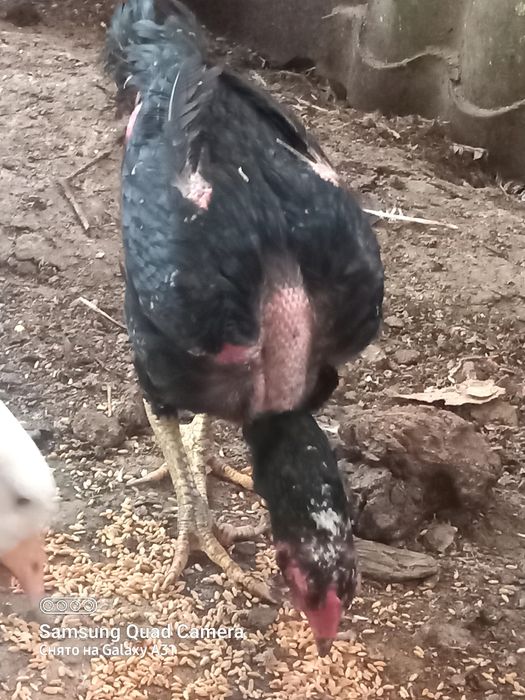 Продам  2 дакана