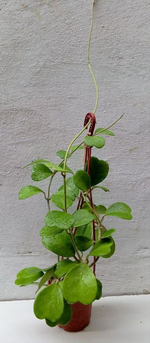 Хойя Керри («зеленое сердце» или «валентинка»). Экзотические цветы