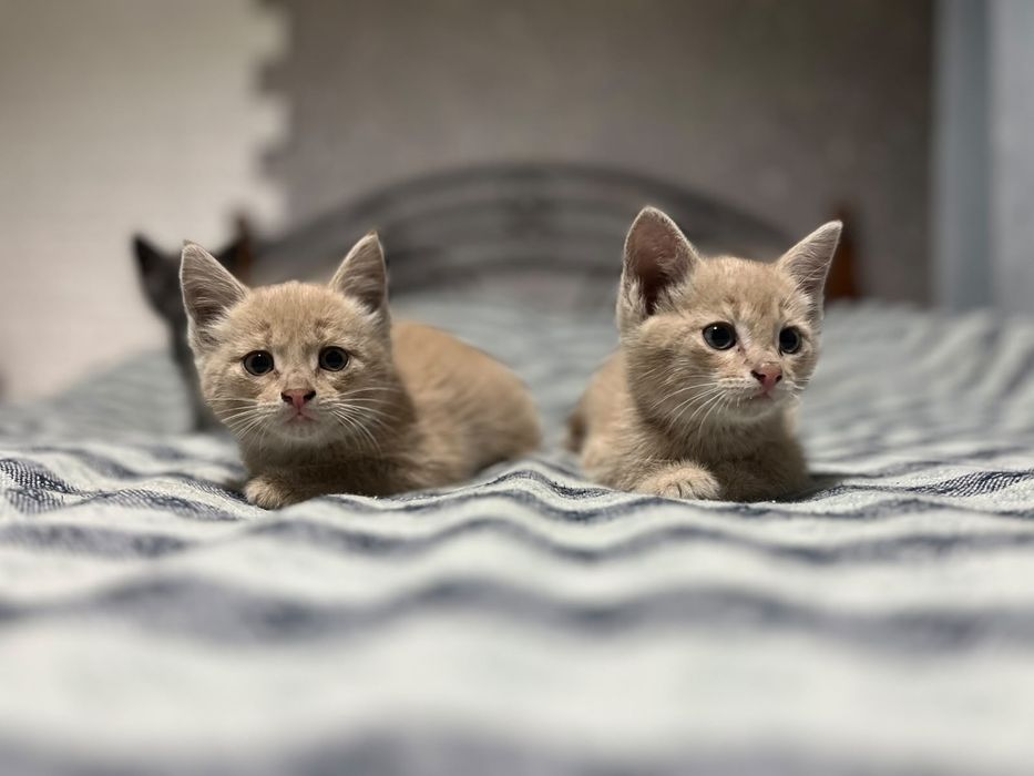 Отдам котят в добрые руки