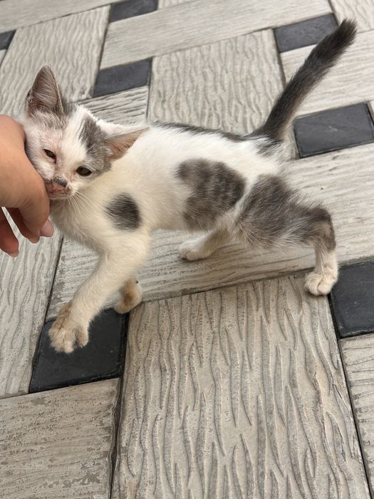 Срочно отдаем котенка в добрые руки