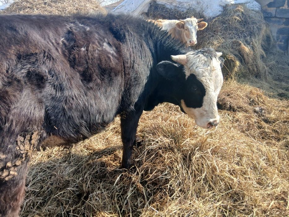 Телочка и бычок .