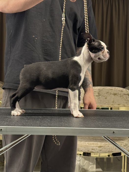 Boston Terrier Femela (Nu Bulldog francez )