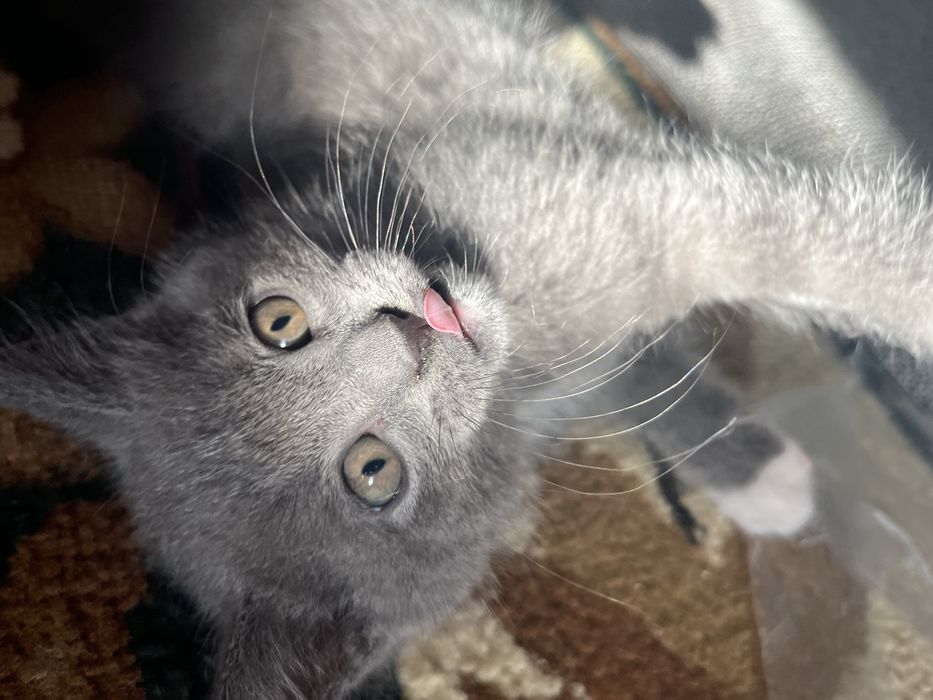 Отдам котят бесплатно