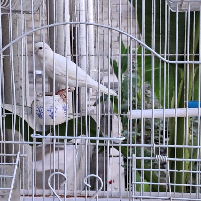 Канарейка сотилади