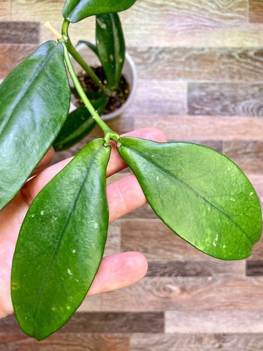 Хойя Lobbii, крупный укоренённый черенок в активном росте