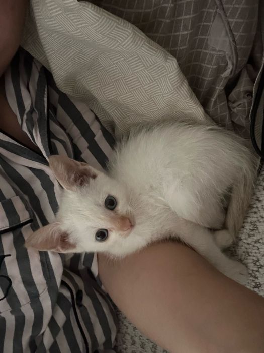 Кошка дам в хорошую руку