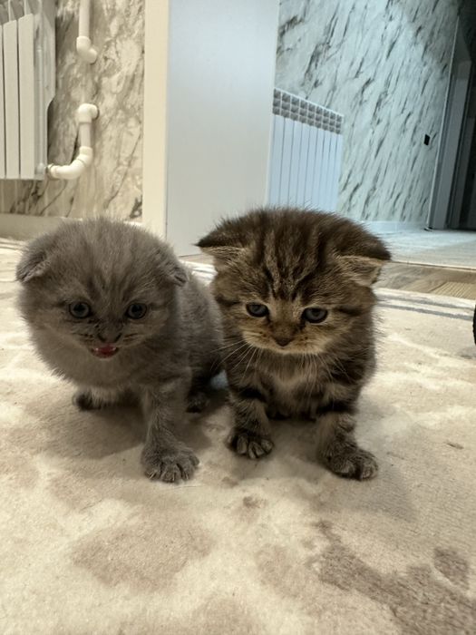 Шотландские котята кошки