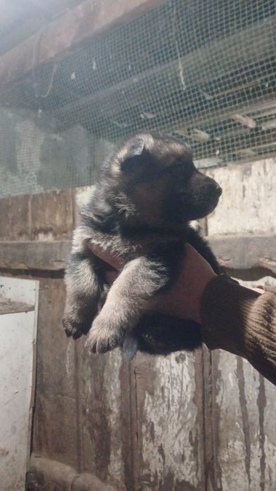 Немецкие овчарки