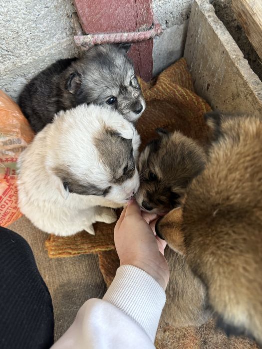 Срочно отдам Щенков