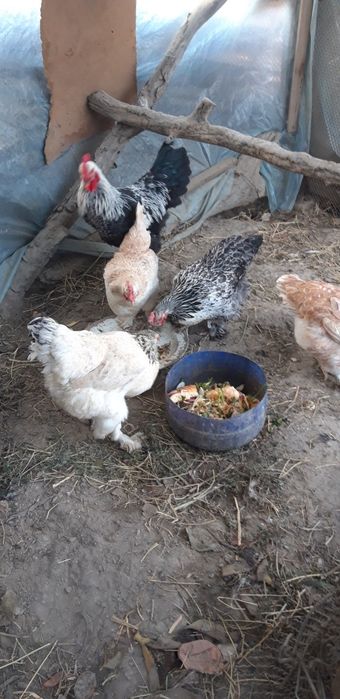 Brama Tovuqlar Soltiladi Soglom tugishni boshlagan