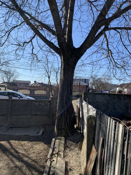 Trunchi de nuc taiat