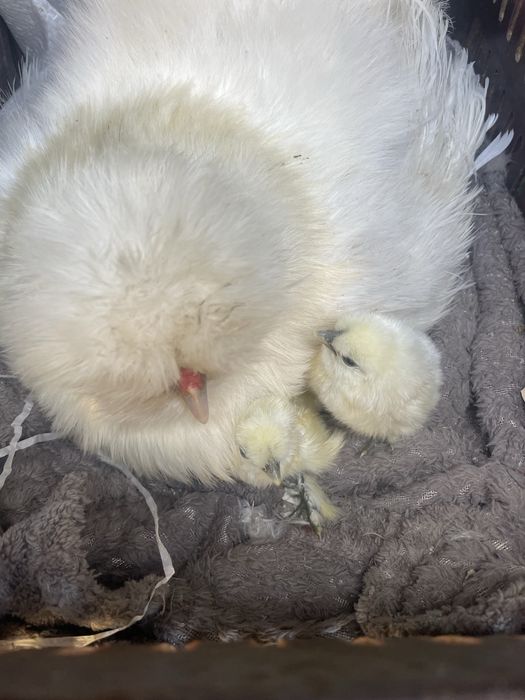 Бели Копринки