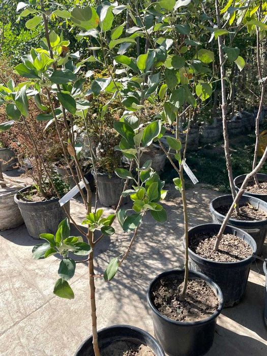 Жемыс агаштары сатылады