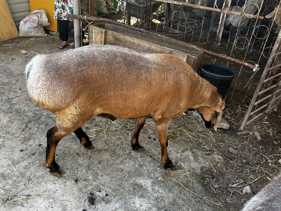 Курбоноик учун куелар