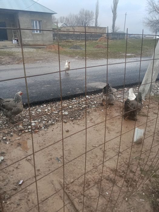 Үй тауығы сатылады