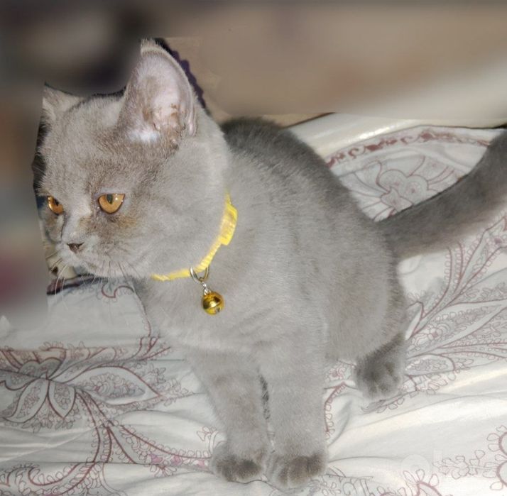 MUSHUK SOTILADI  British shorthair